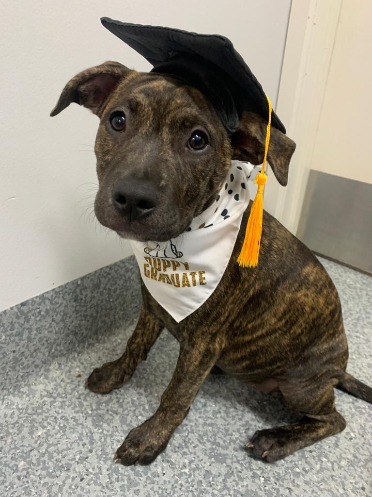 Puppy graduating from puppy pre-school